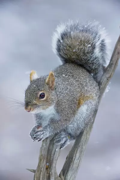 Eastern Gray Squirrel - on dead tree holding nuts - New York - USA