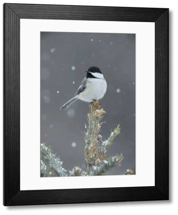 Framed Print : Black-capped Chickadee - perched on tree top in snow - New York - USA Framed Print : Black-capped Chickadee - perched on tree top in snow - New York - USA