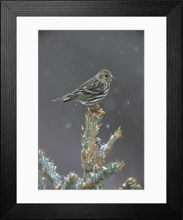 Framed Print : Pine Siskin - perched on tree top in snow - New York - USA Framed Print : Pine Siskin - perched on tree top in snow - New York - USA