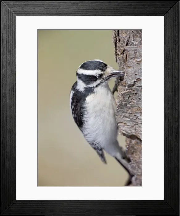 Framed Print : Downy Woodpecker - on tree trunk - New York - USA Framed Print : Downy Woodpecker - on tree trunk - New York - USA