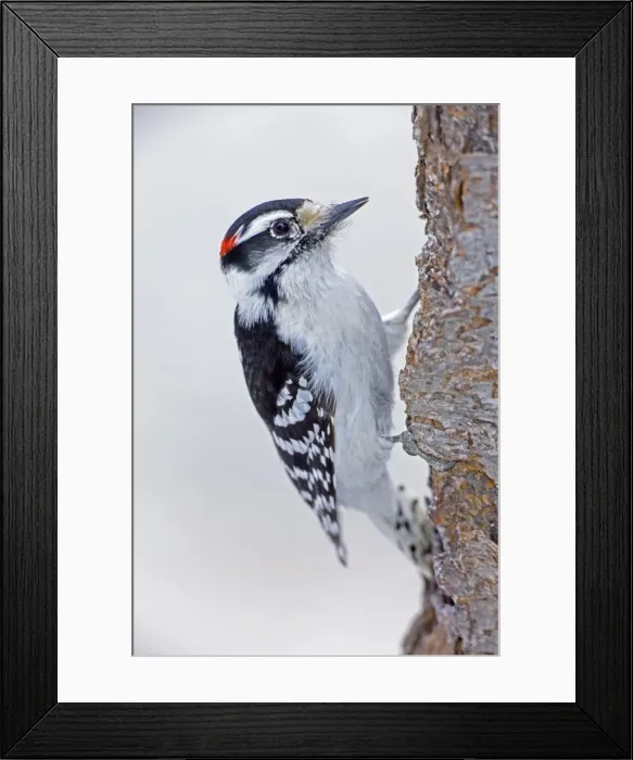 Framed Print : Downy Woodpecker - on tree trunk - New York - USA Framed Print : Downy Woodpecker - on tree trunk - New York - USA