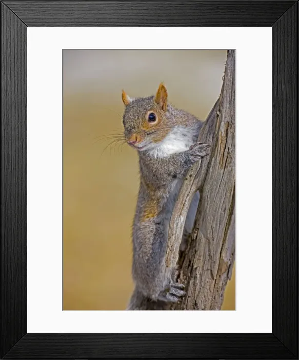 Framed Print : Eastern Gray Squirrel - on dead tree - New York - USA Framed Print : Eastern Gray Squirrel - on dead tree - New York - USA