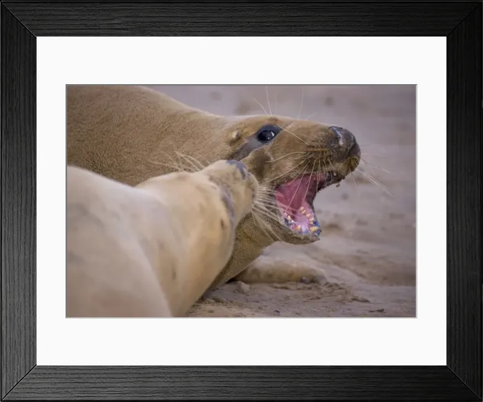 Framed Print : Grey Seal - male and female interacting on beach during mating season - UK Framed Print : Grey Seal - male and female interacting on beach during mating season - UK