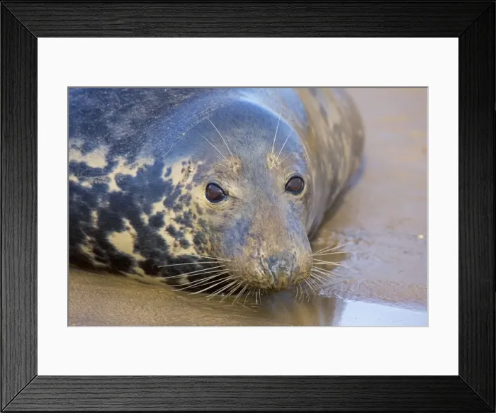 Framed Print : Grey Seal - female on beach during mating season - UK