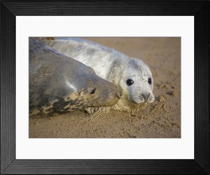 Framed Print : Grey Seal - mother and young interacting on beach - UK Framed Print : Grey Seal - mother and young interacting on beach - UK