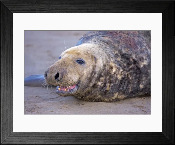 Framed Print : Grey Seal - male showing wounds from territorial fighting during mating season - UK Framed Print : Grey Seal - male showing wounds from territorial fighting during mating season - UK