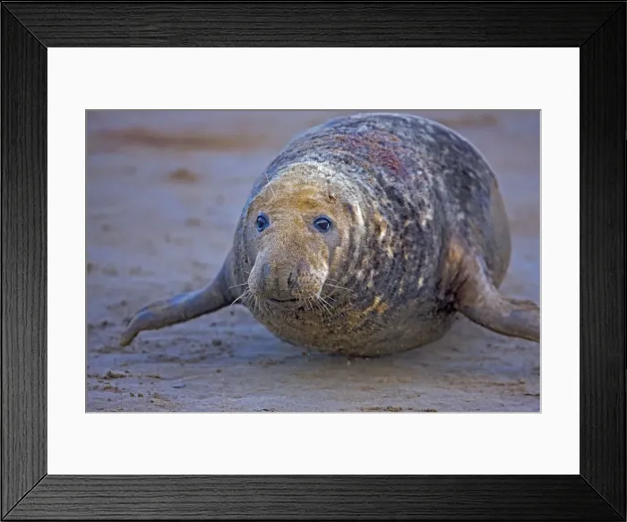 Framed Print : Grey Seal - male showing wounds from territorial fighting during mating season - UK Framed Print : Grey Seal - male showing wounds from territorial fighting during mating season - UK