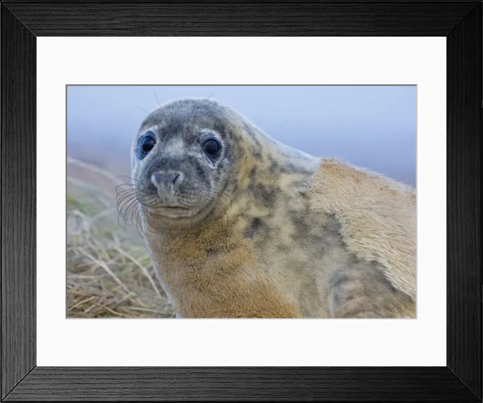 Framed Print : Grey Seal - pup molting - UK Framed Print : Grey Seal - pup molting - UK