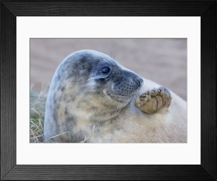 Framed Print : Grey Seal - pup - UK Framed Print : Grey Seal - pup - UK