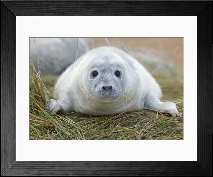 Framed Print : Grey Seal - pup - UK Framed Print : Grey Seal - pup - UK