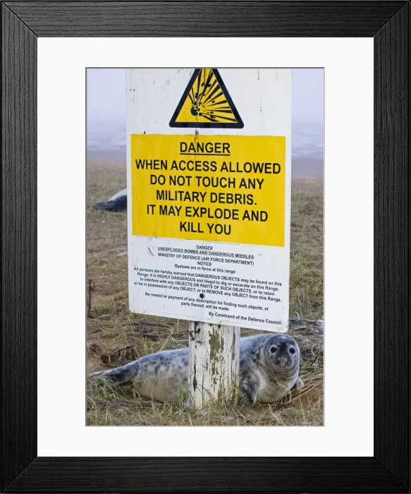 Framed Print : Grey Seal - pup on RAF bombing range used as a pupping area for seals - by sign warning of danger - UK Framed Print : Grey Seal - pup on RAF bombing range used as a pupping area for seals - by sign warning of danger - UK