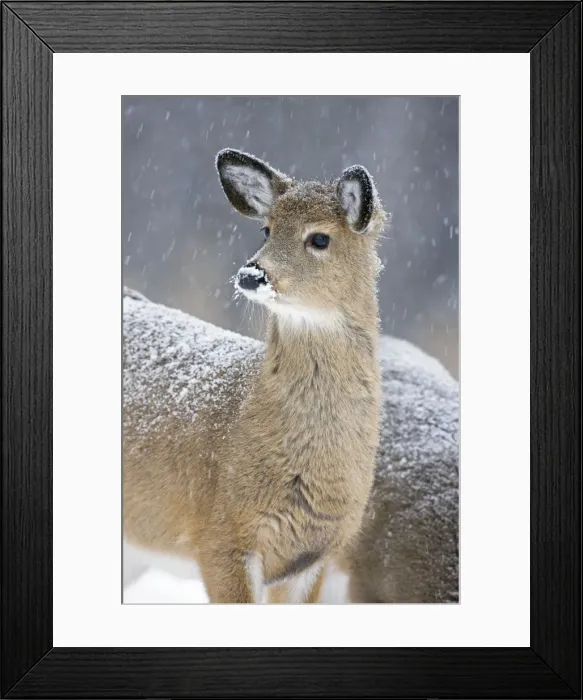 Framed Print : White-tailed Deer - Fawn in snow - New York - USA Framed Print : White-tailed Deer - Fawn in snow - New York - USA