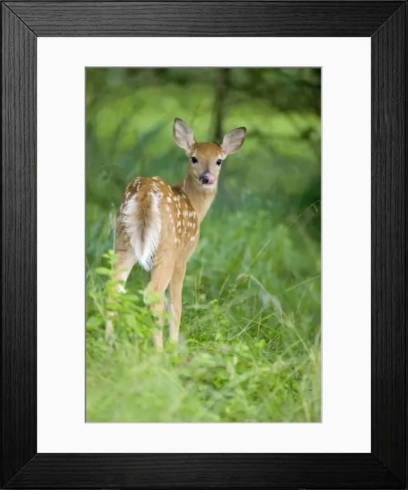 Framed Print : White-tailed Deer - Fawn in woods - Spring - New York - USA Framed Print : White-tailed Deer - Fawn in woods - Spring - New York - USA