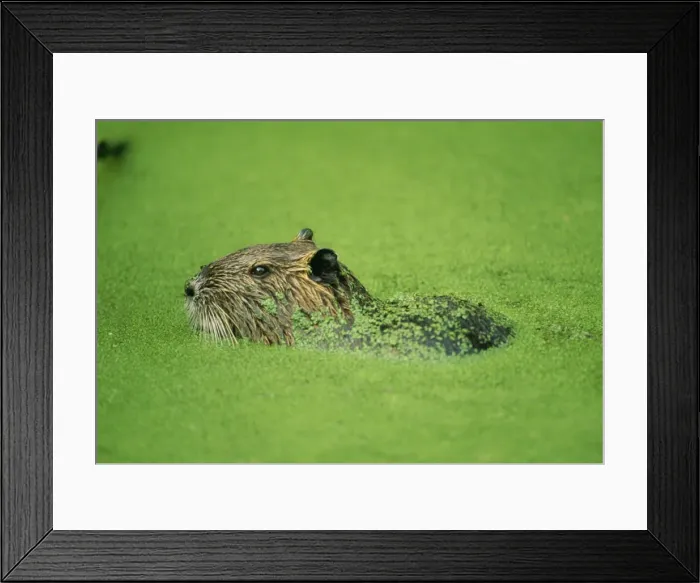 Framed Print : Coypu / Nutria CAN 432 location: Louisianna. Introduced from South America. Myocastor coypus © John Cancalosi / ARDEA LONDON Framed Print : Coypu / Nutria CAN 432 location: Louisianna. Introduced from South America. Myocastor coypus © John Cancalosi / ARDEA LONDON