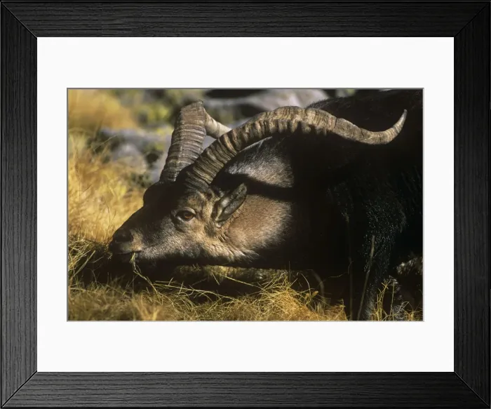 Framed Print : Spanish Ibex - male, feeding on vegetation Spain Framed Print : Spanish Ibex - male, feeding on vegetation Spain