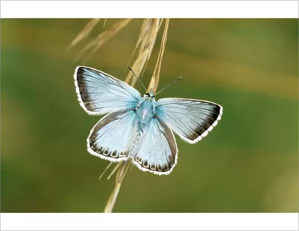 Chalkhill Blue Butterfly CAN 948 UK Lysandra coridon © John Cancalosi  /  ARDEA LONDON