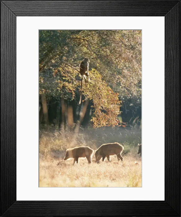 Framed Print : Hanuman Langur Monkey & Wild Boar CB 23 Ranthambhore National Park Rajasthan India Presbytis entellus / Sus scrofa © Chris Brunskill / ARDEA LONDON Framed Print : Hanuman Langur Monkey & Wild Boar CB 23 Ranthambhore National Park Rajasthan India Presbytis entellus / Sus scrofa © Chris Brunskill / ARDEA LONDON