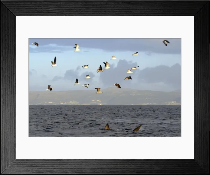 Framed Print : Great White Shark - followed by Kelp Gulls (larus dominicanus vetula) hoping to scavenge off remains of seal kill - Seal Island, False Bay, South Africa Framed Print : Great White Shark - followed by Kelp Gulls (larus dominicanus vetula) hoping to scavenge off remains of seal kill - Seal Island, False Bay, South Africa