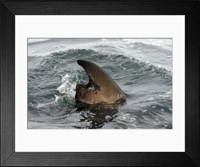 Framed Print : Great White Shark - damaged dorsal fin - Seal Island, False Bay, South Africa Framed Print : Great White Shark - damaged dorsal fin - Seal Island, False Bay, South Africa