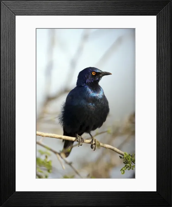 Framed Print : Cape Glossy Starling - Kruger National Park, South Africa Framed Print : Cape Glossy Starling - Kruger National Park, South Africa