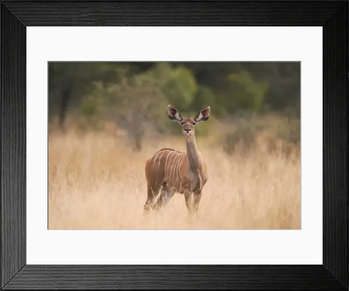 Framed Print : Greater Kudu - Kruger National Park - South Africa Framed Print : Greater Kudu - Kruger National Park - South Africa