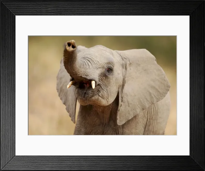 Framed Print : African Elephant - lifting up trunk - Kruger National Park - South Africa Framed Print : African Elephant - lifting up trunk - Kruger National Park - South Africa