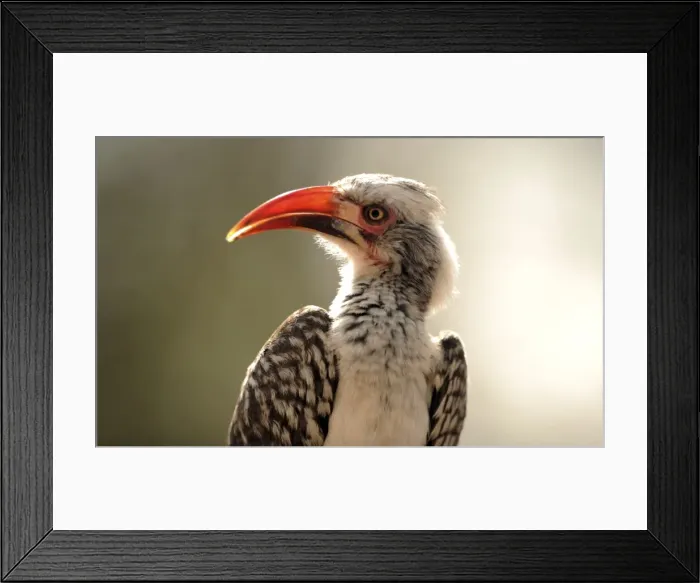 Framed Print : Red-Billed Hornbill - Kruger National Park, South Africa Framed Print : Red-Billed Hornbill - Kruger National Park, South Africa