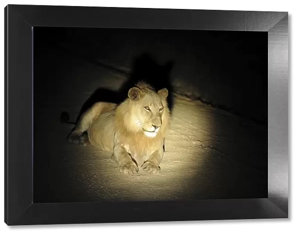 Lion - at night - Kruger National Park - South Africa