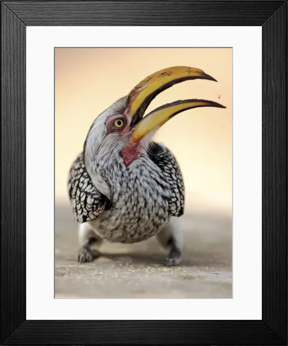 Framed Print : Yellow-Billed Hornbill - Kruger National Park, South Africa Framed Print : Yellow-Billed Hornbill - Kruger National Park, South Africa