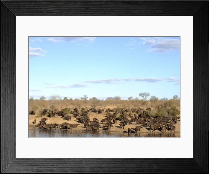Framed Print : Cape Buffalo - herd - Kruger National Park, South Africa Framed Print : Cape Buffalo - herd - Kruger National Park, South Africa