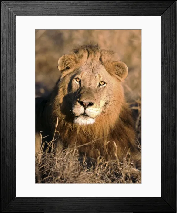 Framed Print : Lion - Kruger National Park - South Africa Framed Print : Lion - Kruger National Park - South Africa