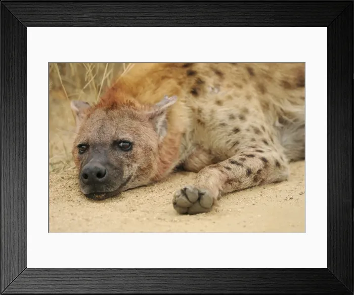 Framed Print : Spotted Hyena - Kruger National Park - South Africa Framed Print : Spotted Hyena - Kruger National Park - South Africa