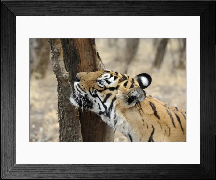 Framed Print : Tiger - scent marking - Ranthambhore National Park, Rajasthan, India