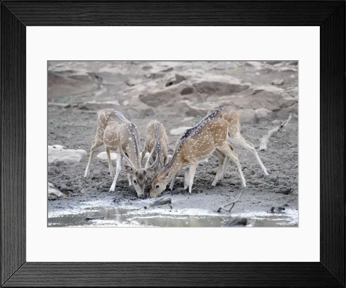 Framed Print : Spotted Deer / Chital - drinking - Ranthambhore National Park - Rajasthan - India Framed Print : Spotted Deer / Chital - drinking - Ranthambhore National Park - Rajasthan - India