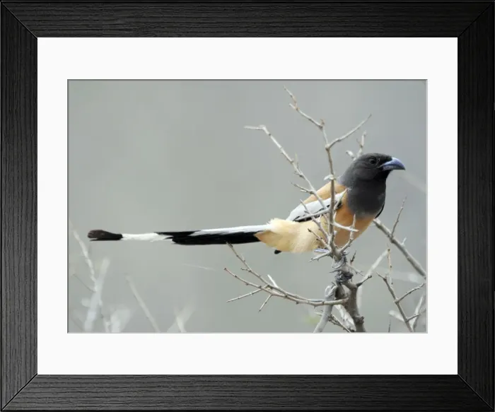 Framed Print : Rufous-Billed Treepie - Ranthambhore National Park - Rajasthan - India Framed Print : Rufous-Billed Treepie - Ranthambhore National Park - Rajasthan - India