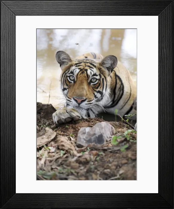 Framed Print : Tiger - Ranthambhore National Park - Rajasthan - India Framed Print : Tiger - Ranthambhore National Park - Rajasthan - India