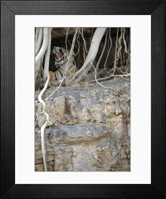 Framed Print : Tiger - yawning from roots of Banyan Tree (Ficus benghalensis) - Ranthambhore National Park - Rajasthan - India