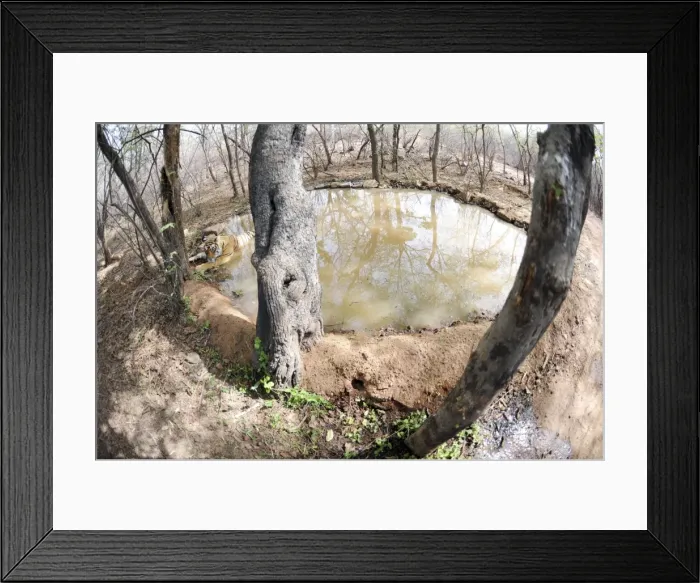 Framed Print : Tiger - resting in water pool (shot with 16mm fish-eye lens) - Ranthambhore National Park - Rajasthan - India Framed Print : Tiger - resting in water pool (shot with 16mm fish-eye lens) - Ranthambhore National Park - Rajasthan - India