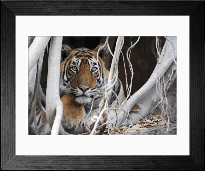 Framed Print : Tiger - resting amongst roots of Banyan Tree (Ficus benghalensis) - Ranthambhore National Park - Rajasthan - India Framed Print : Tiger - resting amongst roots of Banyan Tree (Ficus benghalensis) - Ranthambhore National Park - Rajasthan - India