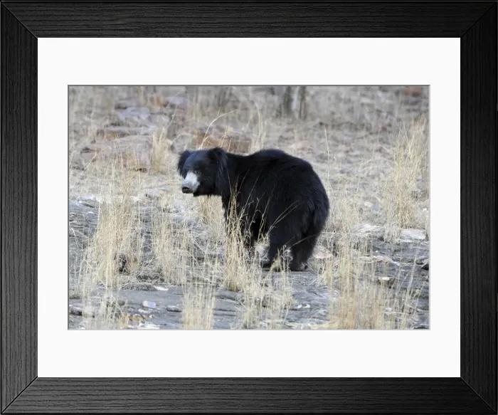 Framed Print : Sloth Bear - Ranthambhore National Park, Rajasthan, India Framed Print : Sloth Bear - Ranthambhore National Park, Rajasthan, India