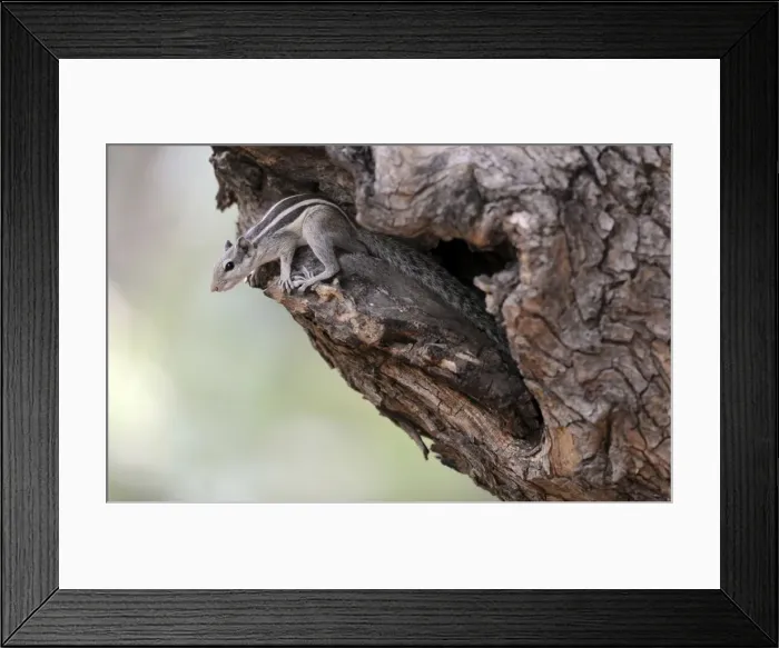 Framed Print : Five-Striped Palm Squirrel - Ranthambhore National Park - Rajasthan - India Framed Print : Five-Striped Palm Squirrel - Ranthambhore National Park - Rajasthan - India