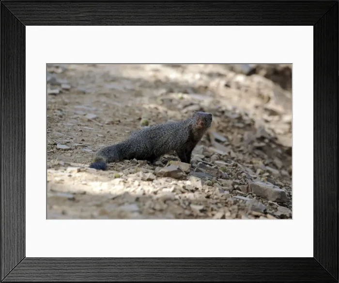 Framed Print : Small Indian Mongoose - Ranthambhore National Park - Rajasthan - India Framed Print : Small Indian Mongoose - Ranthambhore National Park - Rajasthan - India