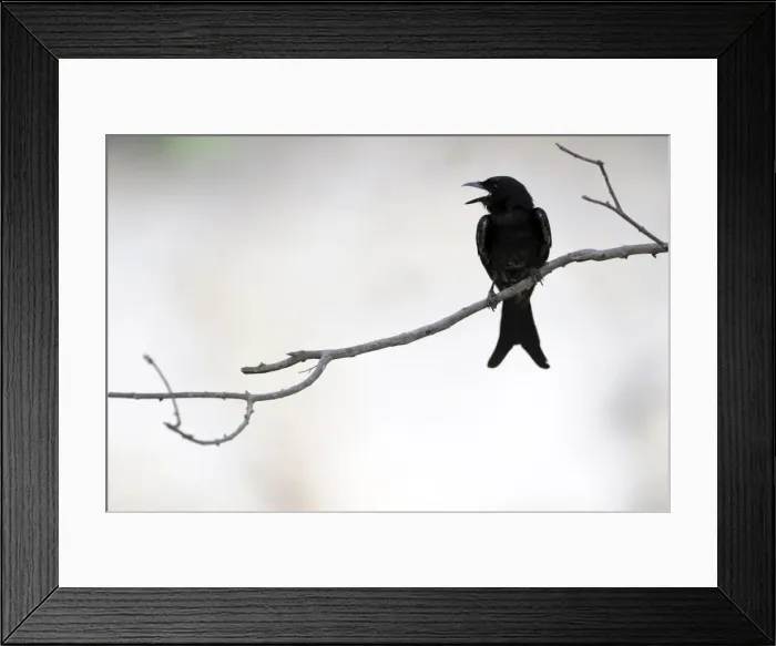 Framed Print : Black Drongo - Ranthambhore National Park, Rajasthan, India