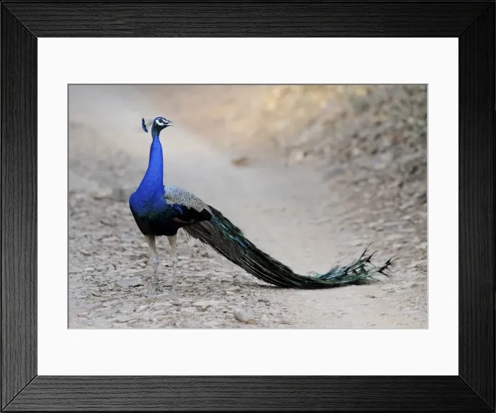 Framed Print : Peacock - Ranthambhore National Park, Rajasthan, India Framed Print : Peacock - Ranthambhore National Park, Rajasthan, India