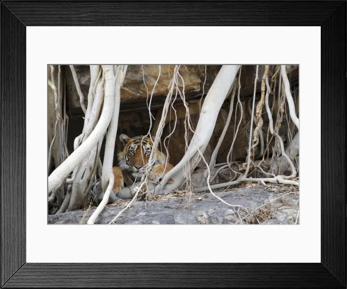 Framed Print : Tiger - resting amongst roots of Banyan Tree (Ficus benghalensis) - Ranthambhore National Park - Rajasthan - India Framed Print : Tiger - resting amongst roots of Banyan Tree (Ficus benghalensis) - Ranthambhore National Park - Rajasthan - India