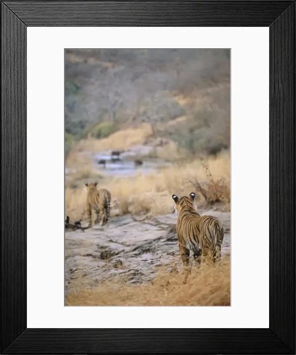 Framed Print : Tiger CB 62 Tigers stalking prey Panthera tigris © Chris Brunskill / ARDEA LONDON Framed Print : Tiger CB 62 Tigers stalking prey Panthera tigris © Chris Brunskill / ARDEA LONDON