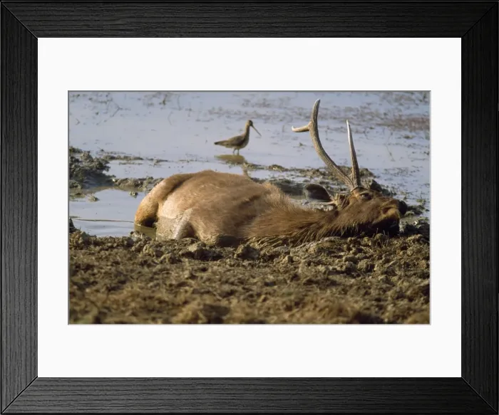 Framed Print : Sambar - wallowing Ranthambhore National Park, Rajasthan, India Framed Print : Sambar - wallowing Ranthambhore National Park, Rajasthan, India