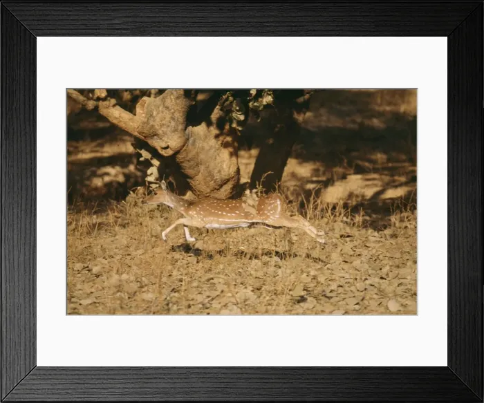 Framed Print : Chital / Spotted Deer CB 94 Ranthambhore National Park india Axis axis © Chris Brunskill / ARDEA LONDON Framed Print : Chital / Spotted Deer CB 94 Ranthambhore National Park india Axis axis © Chris Brunskill / ARDEA LONDON