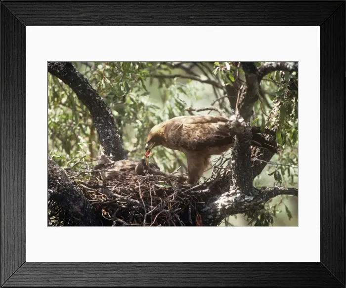 Framed Print : Wahlbergs Eagle - adult feeding young in nest South Africa