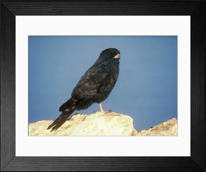 Framed Print : Gabar Goshawk - dark morph gabar goshawk Framed Print : Gabar Goshawk - dark morph gabar goshawk